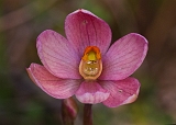 Thelymitra rubra Salmon Sun-orchid